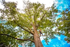 Best Leaf Removal  in Lakin, KS