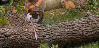 Best Tree and Shrub Care  in Lakin, KS